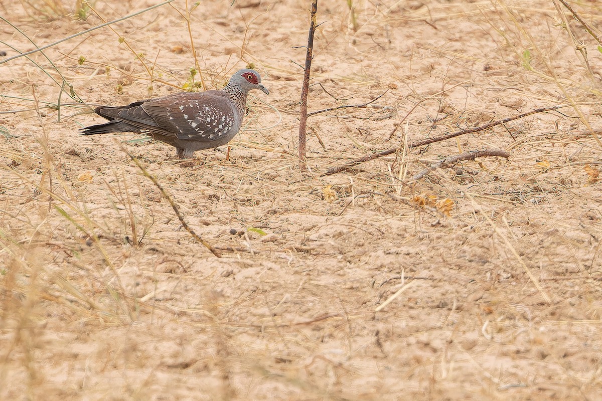 Speckled Pigeon - ML631416770
