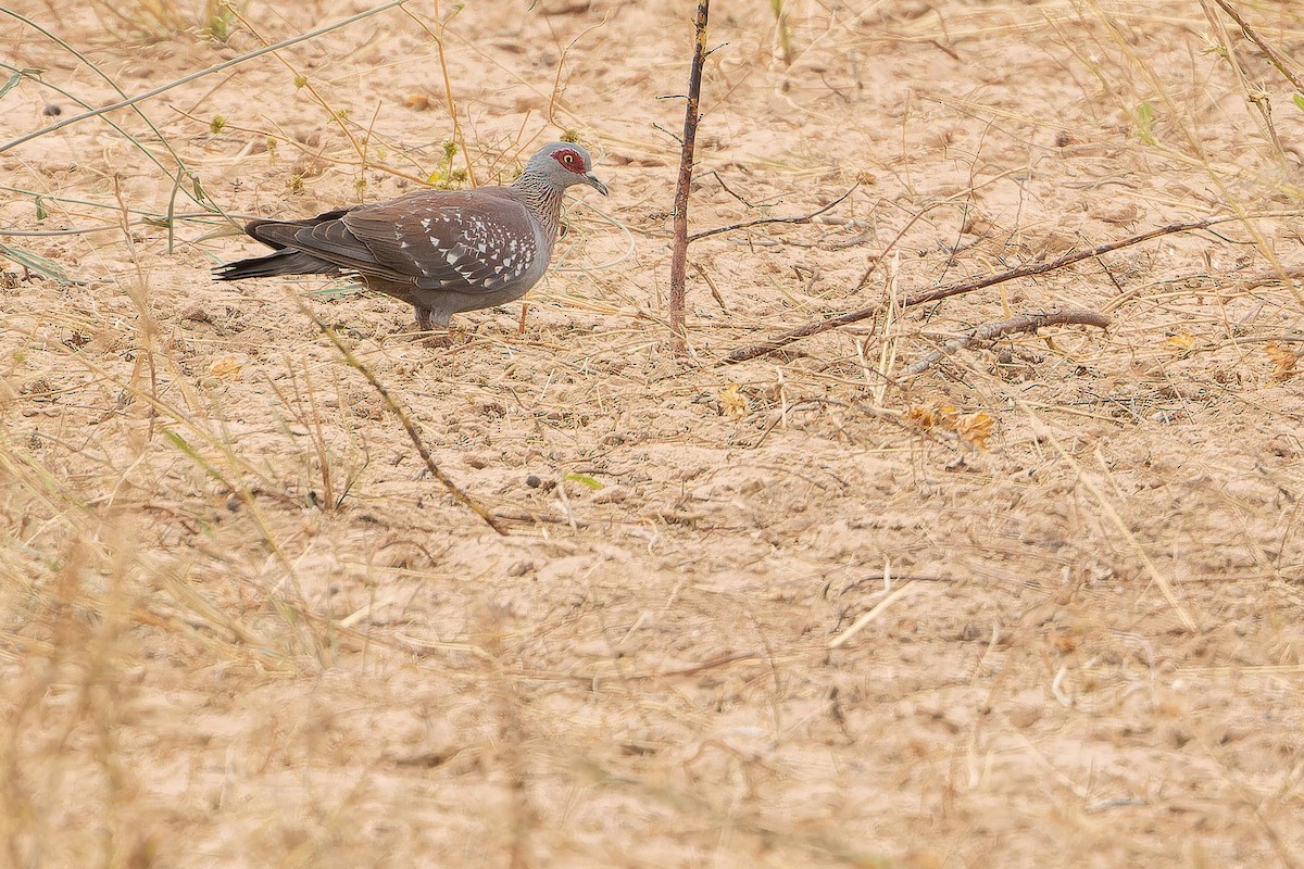 Speckled Pigeon - ML631416771