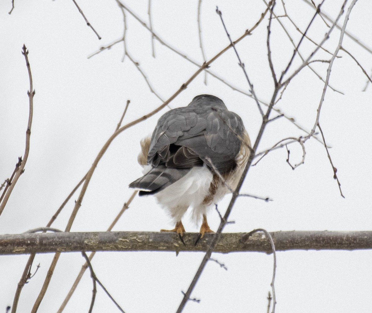 Cooper's Hawk - ML631416962