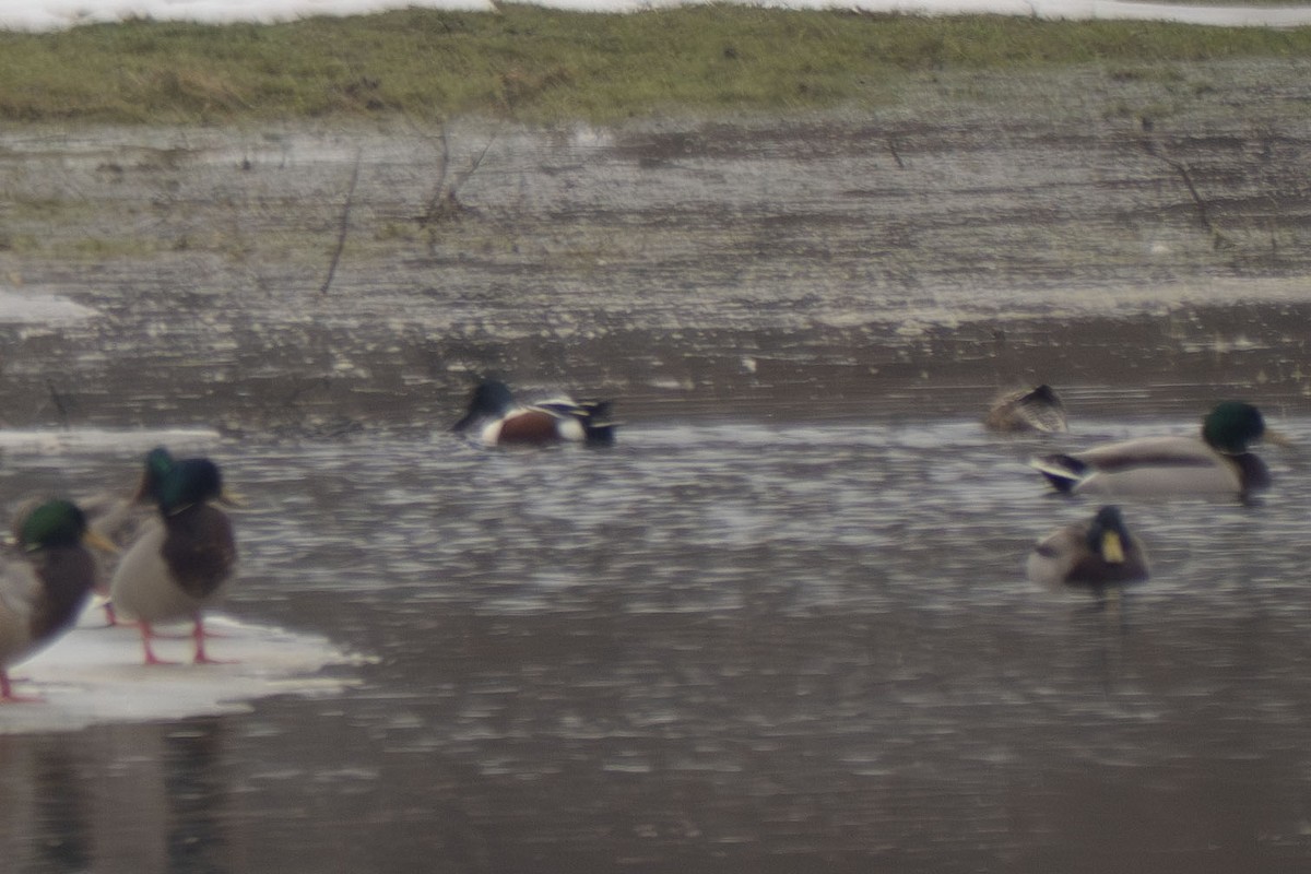 Northern Shoveler - ML631417039