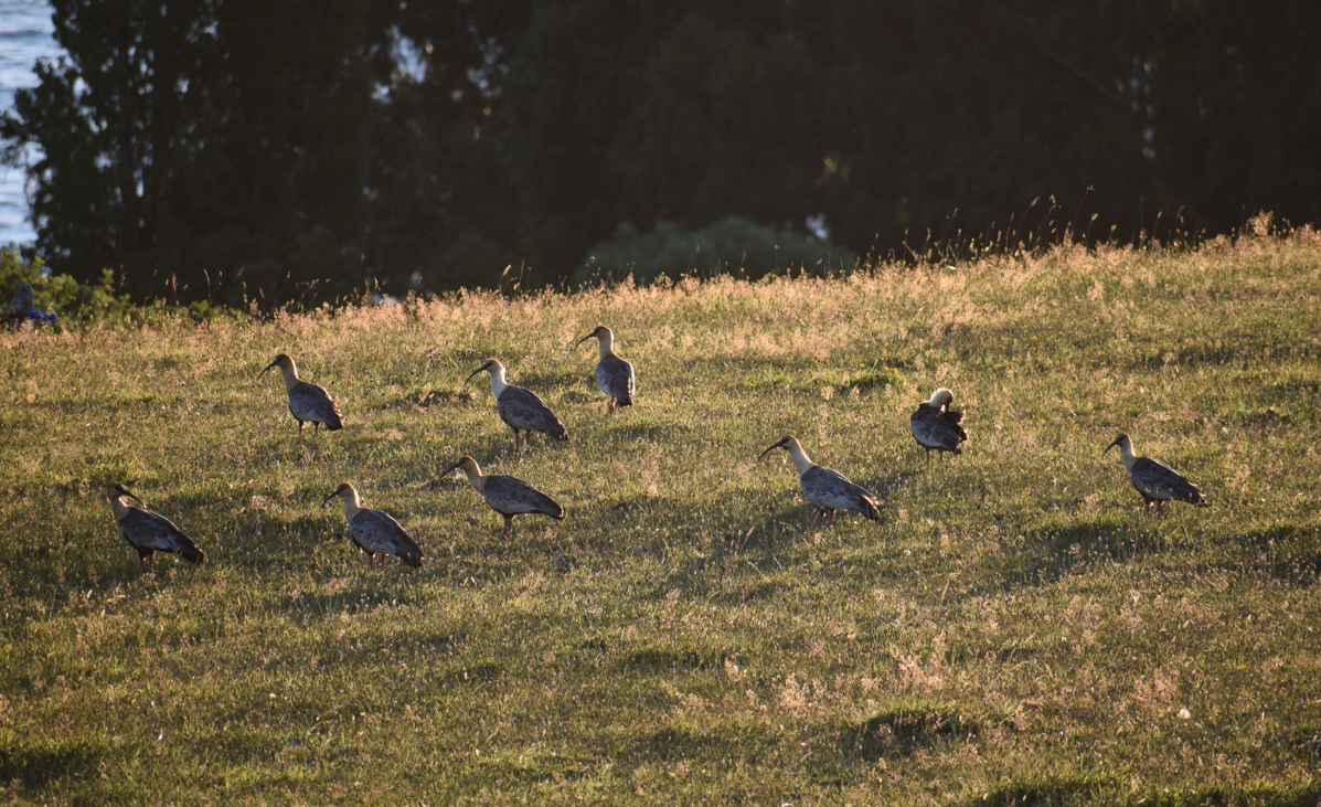 Black-faced Ibis - ML631417392
