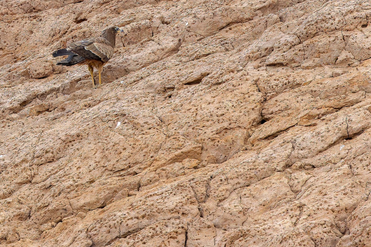 African Harrier-Hawk - ML631417472