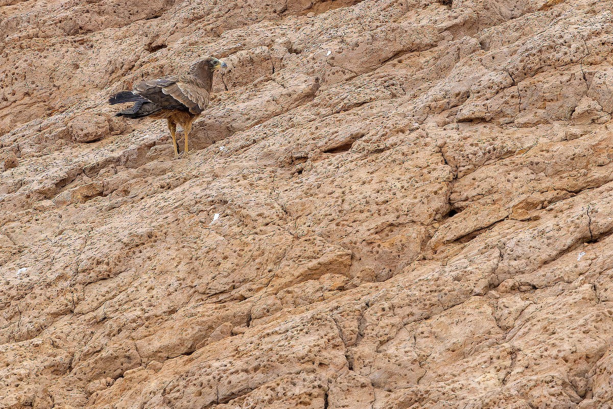 African Harrier-Hawk - ML631417473