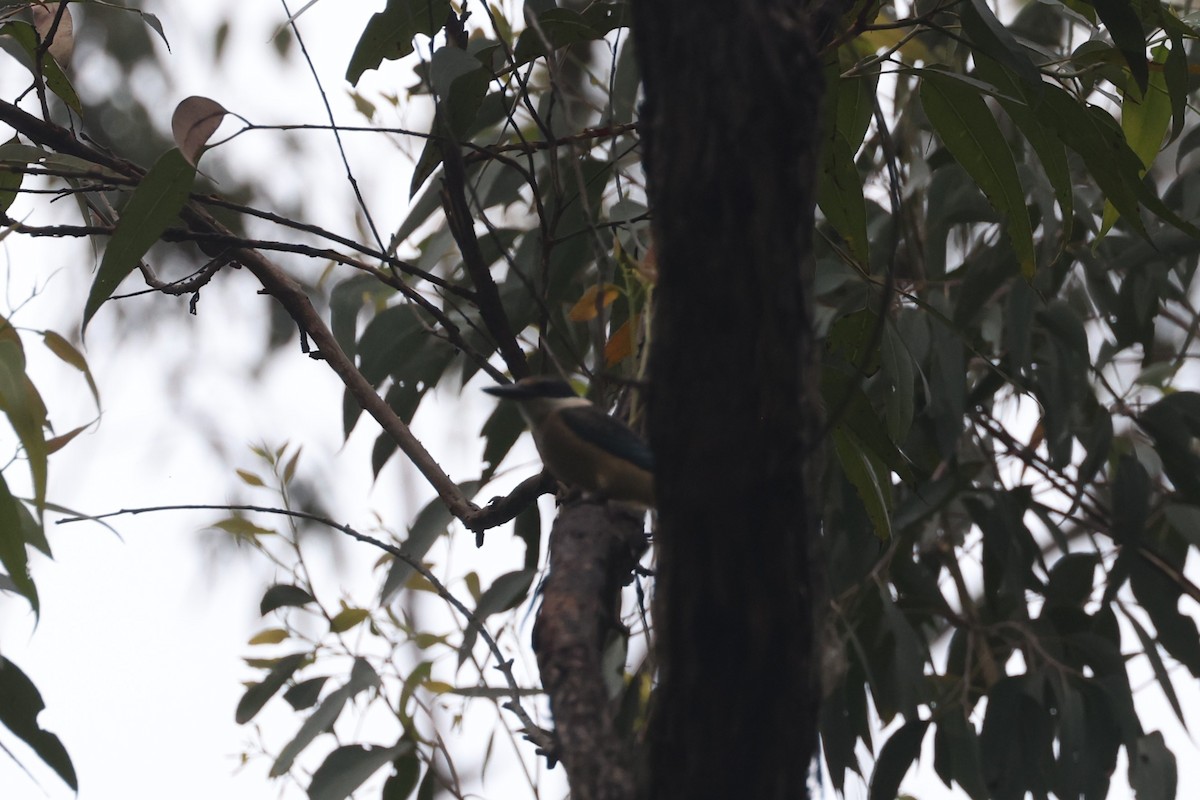 Sacred Kingfisher - ML631417683