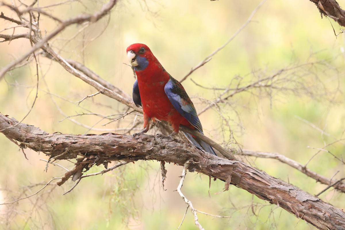 Crimson Rosella - ML631417697