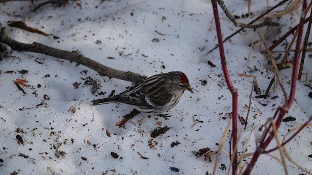 Redpoll (Common) - ML631417701