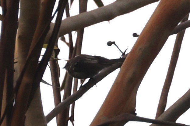 Gray Fantail - ML631417726