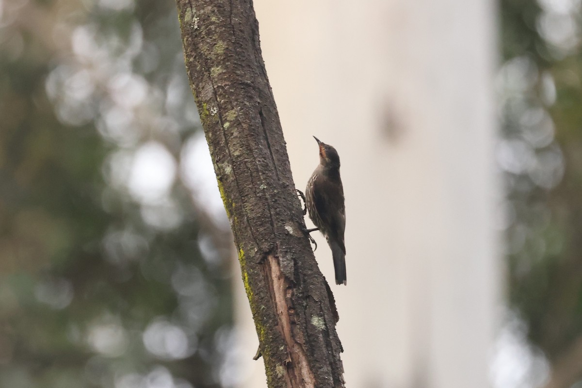 Red-browed Treecreeper - ML631417740