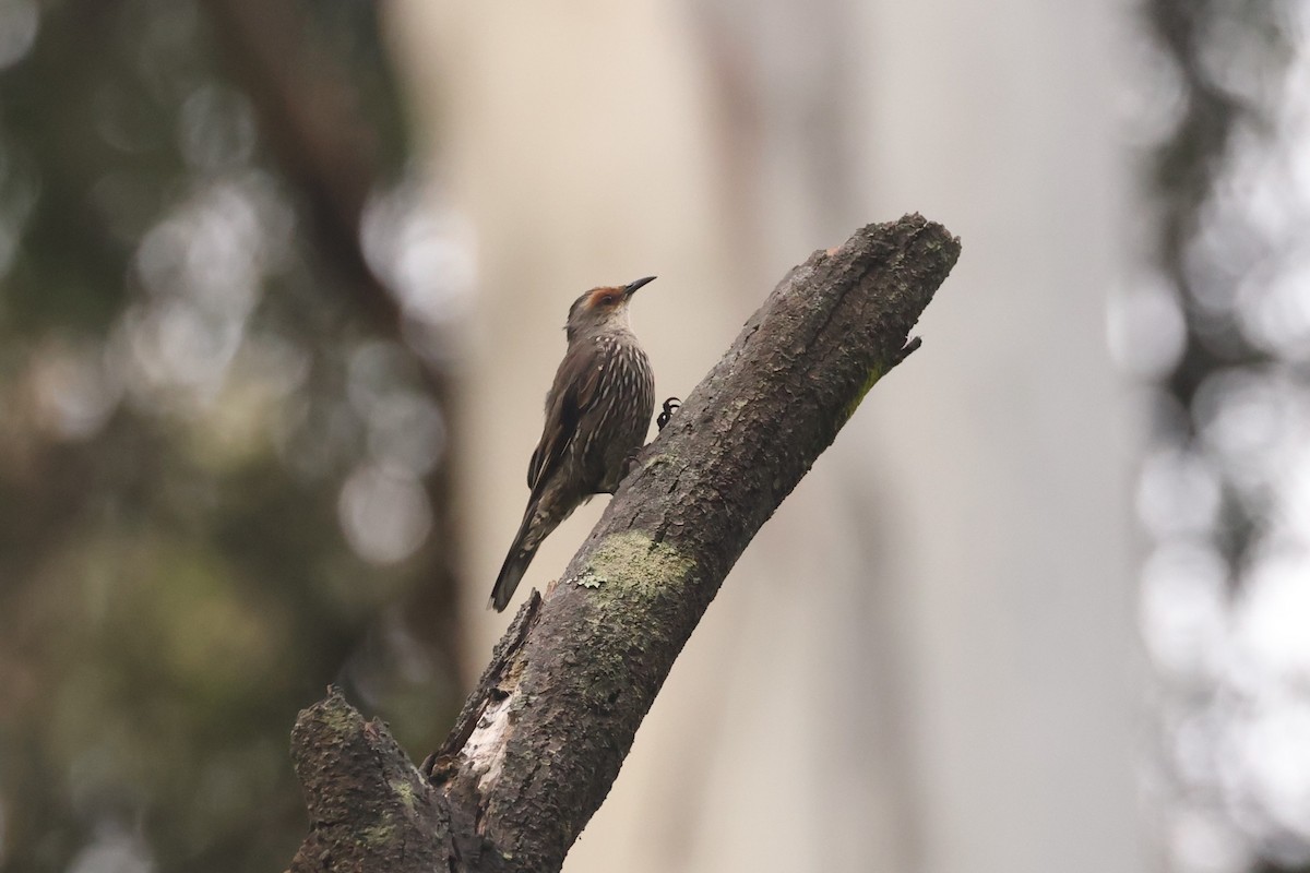 Red-browed Treecreeper - ML631417741