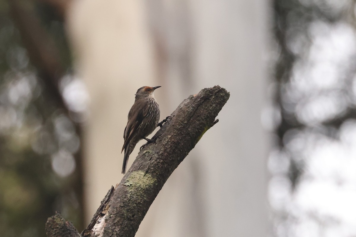 Red-browed Treecreeper - ML631417742