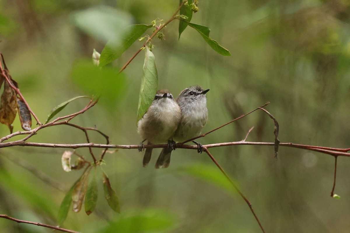 Brown Gerygone - ML631417753