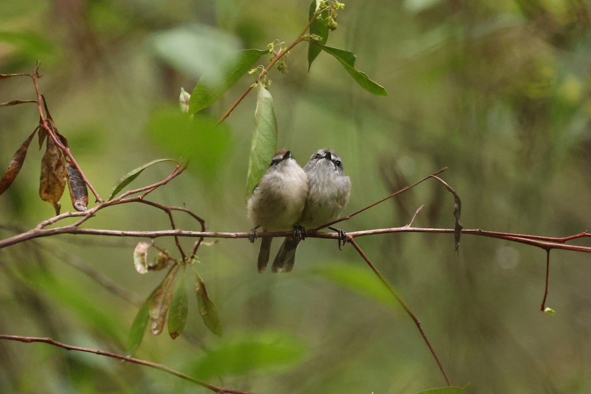 Brown Gerygone - ML631417754