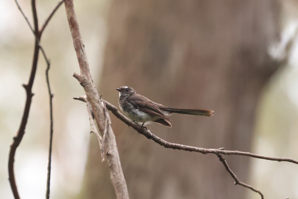 Gray Fantail - ML631417771