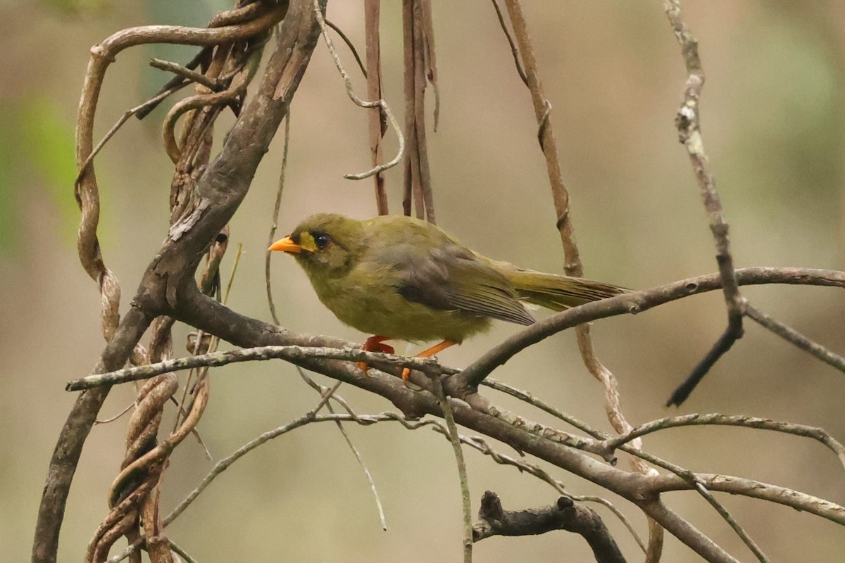 Bell Miner - ML631417793