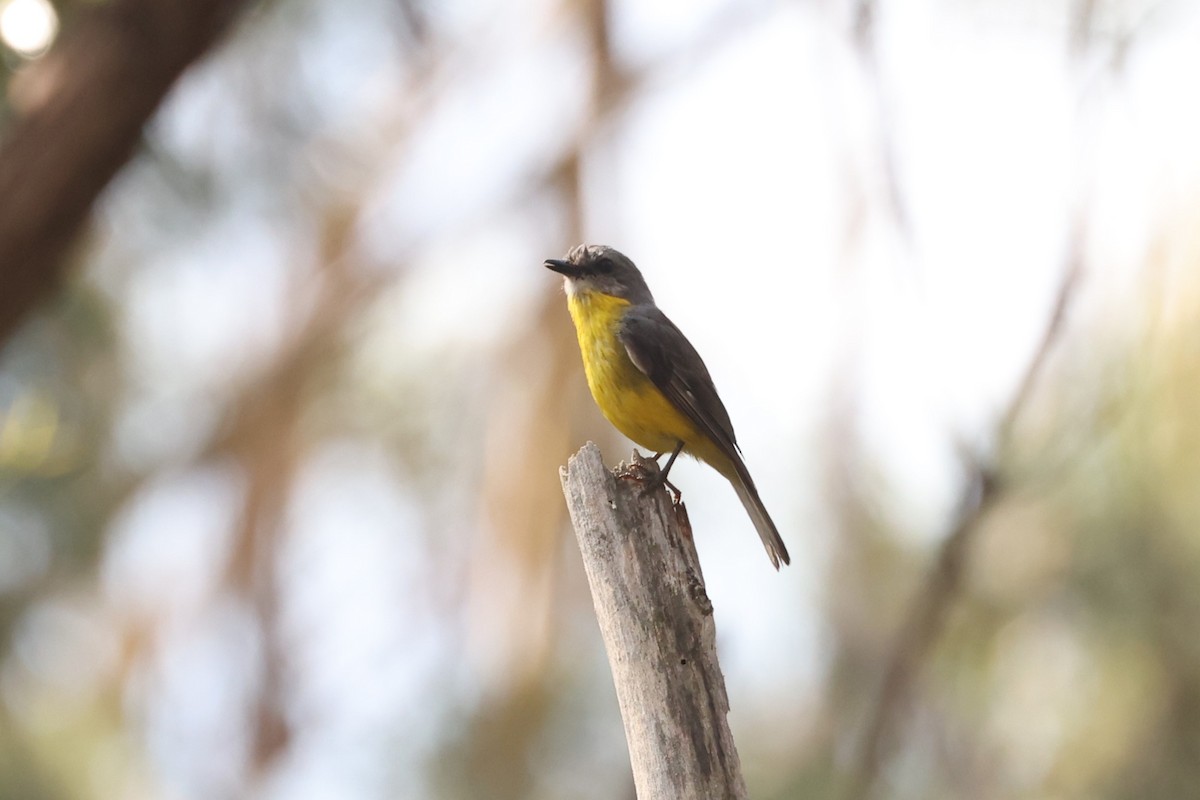 Eastern Yellow Robin - ML631417805
