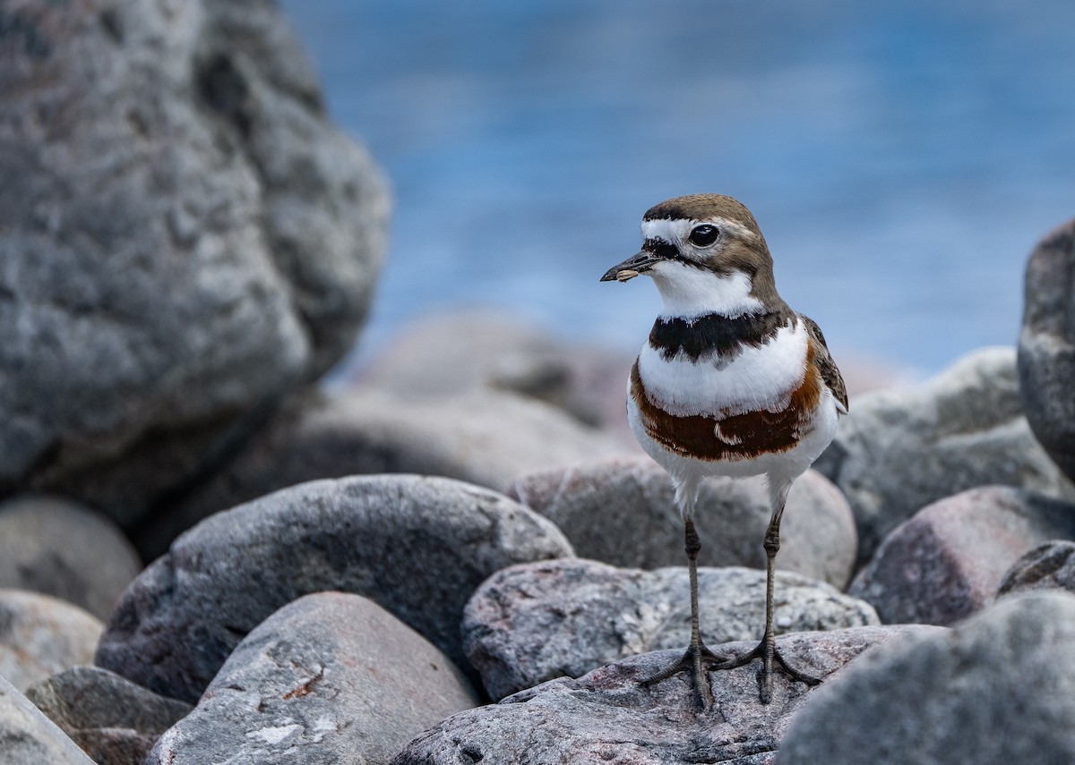 Double-banded Plover - ML631417828