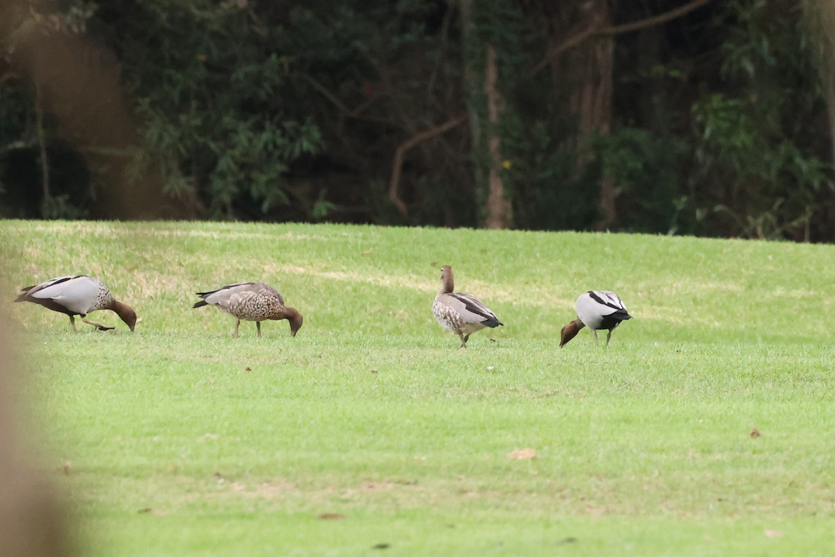Maned Duck - ML631417950