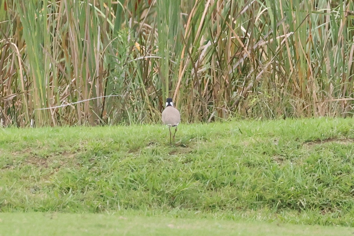 Masked Lapwing - ML631417951