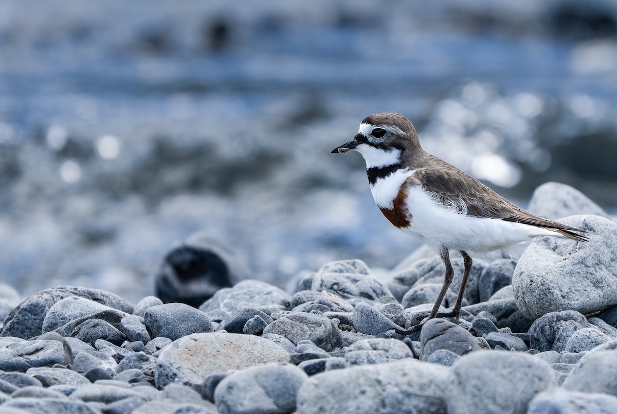 Double-banded Plover - ML631417971