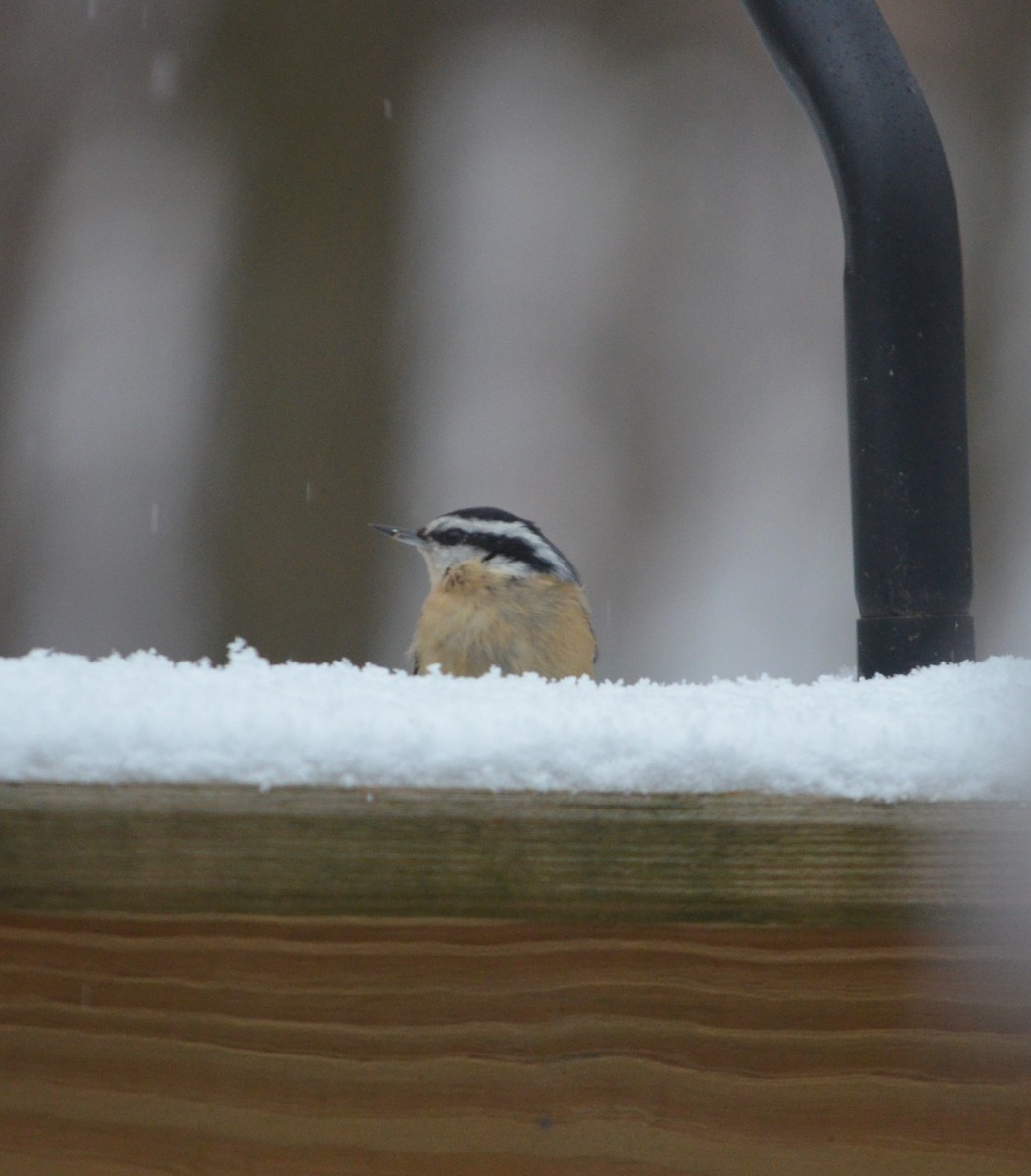 Red-breasted Nuthatch - ML631418167