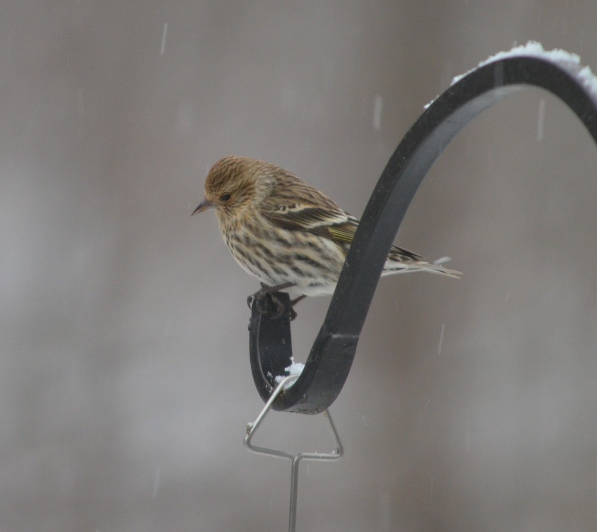Pine Siskin - ML631418173