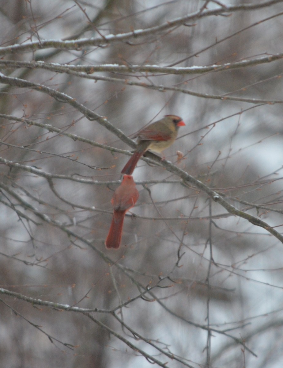Northern Cardinal - ML631418185