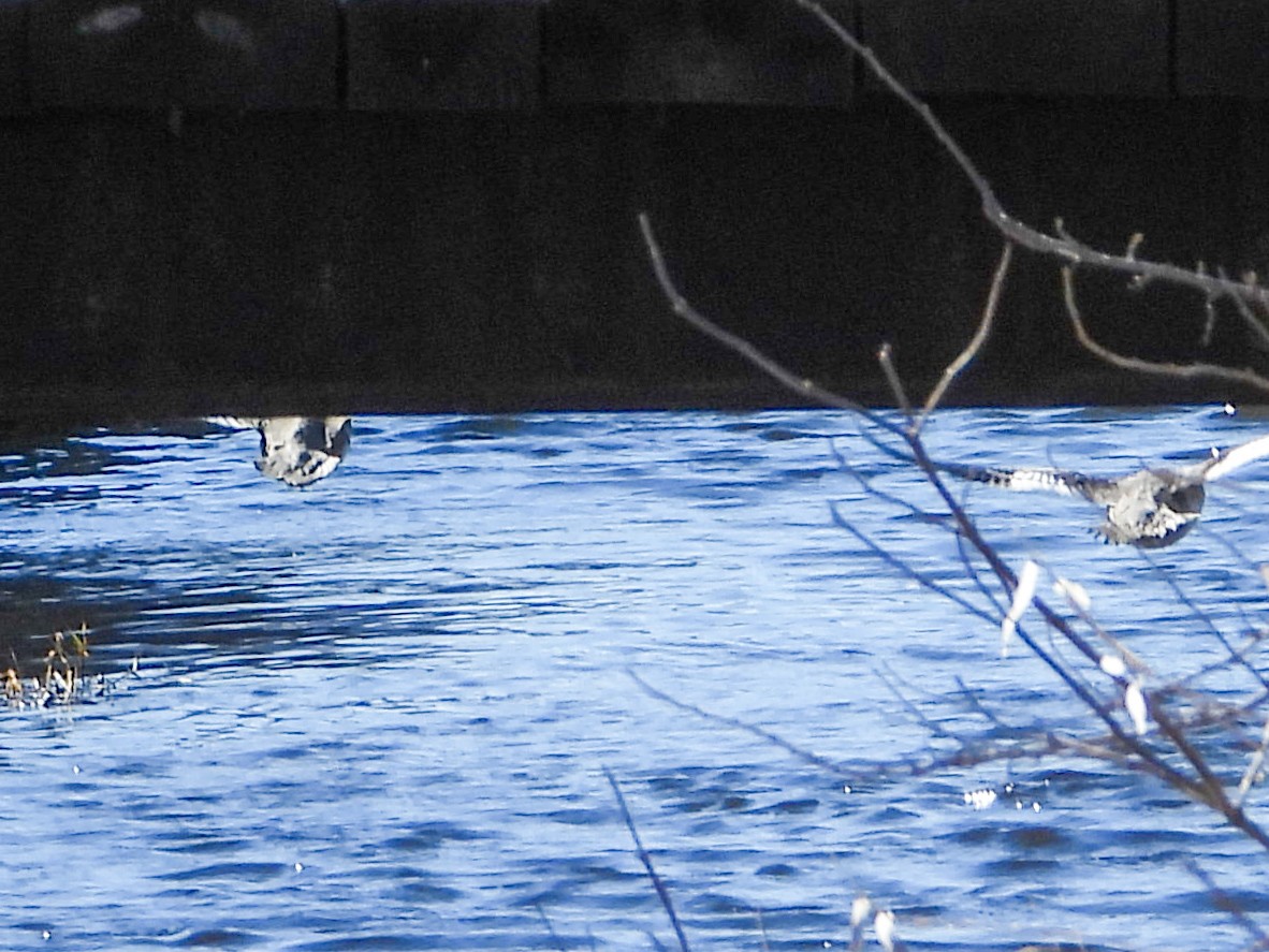 Сэвгэр бохио - ML631418380