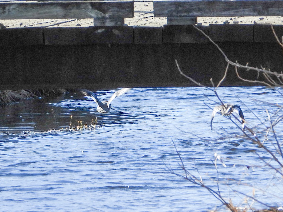 Сэвгэр бохио - ML631418381