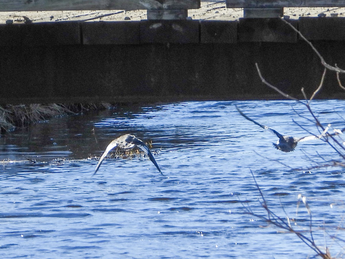 Сэвгэр бохио - ML631418382