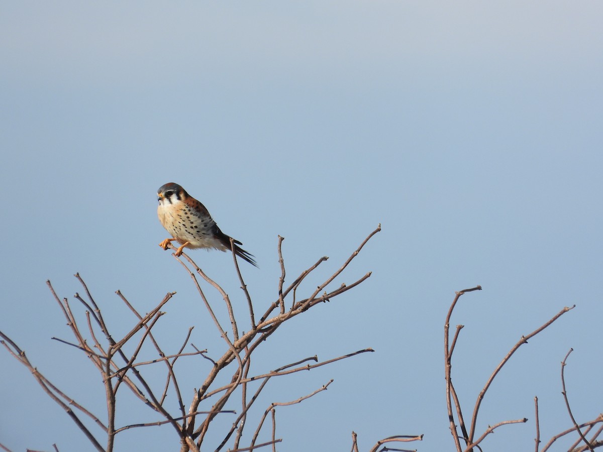 Buntfalke - ML631418393