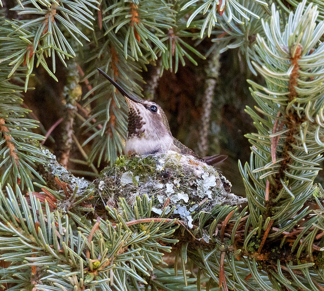 Anna's Hummingbird - ML631418677