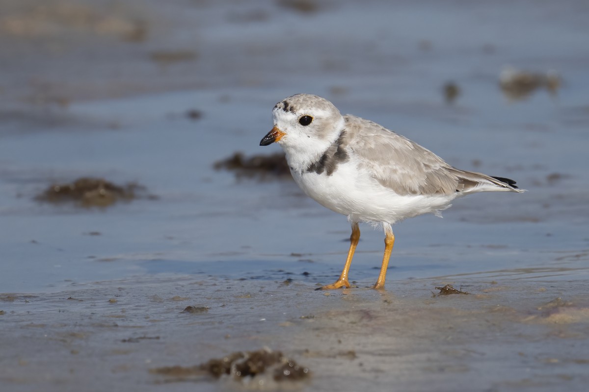 Piping Plover - ML631418938