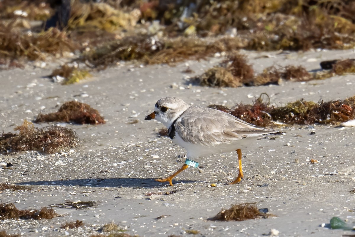 Piping Plover - ML631418954