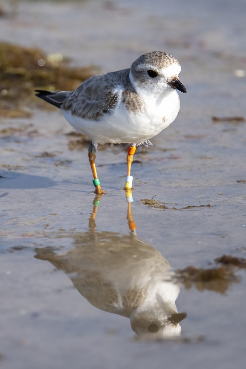 Piping Plover - ML631418955