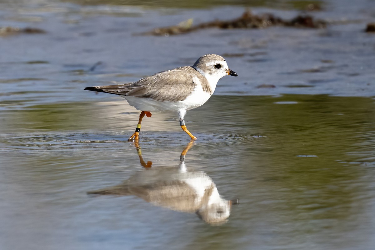 Piping Plover - ML631418976