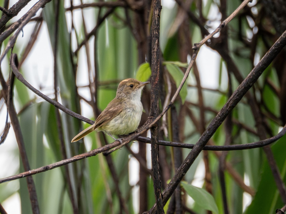 Fulvous-crowned Scrub-Tyrant - ML631418984