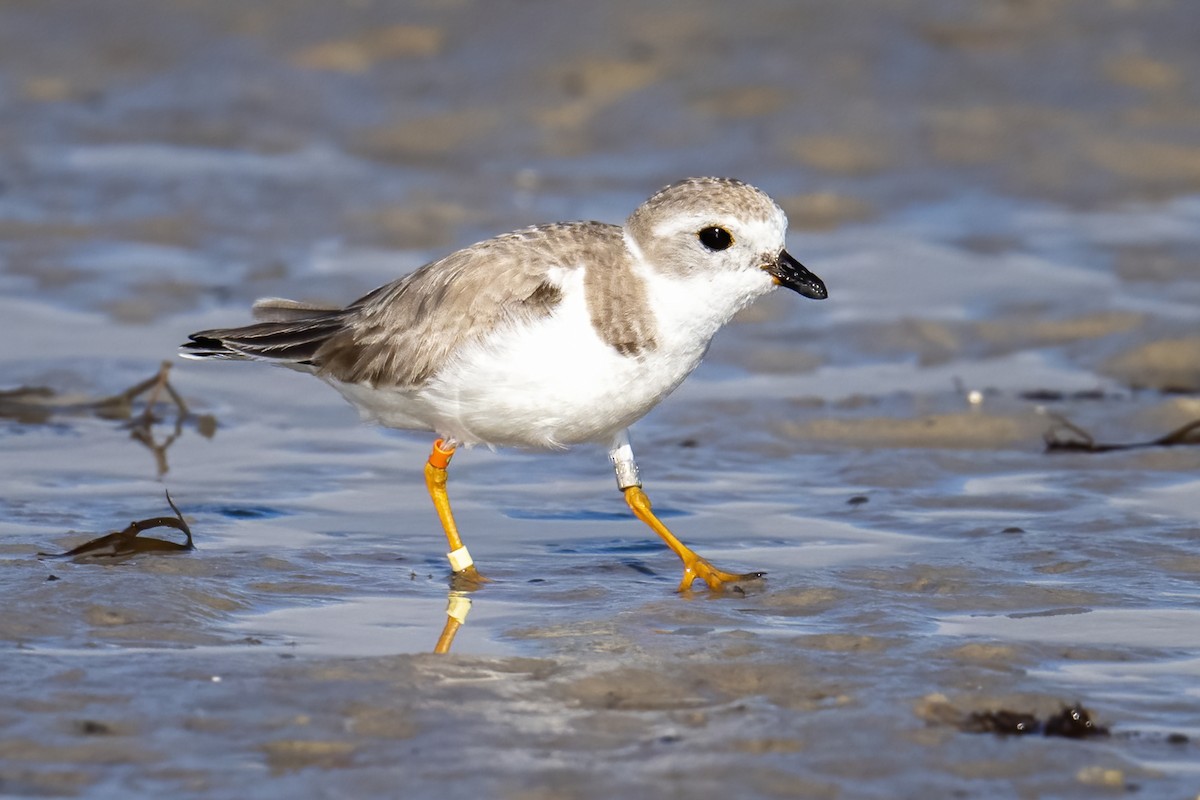 Piping Plover - ML631419046