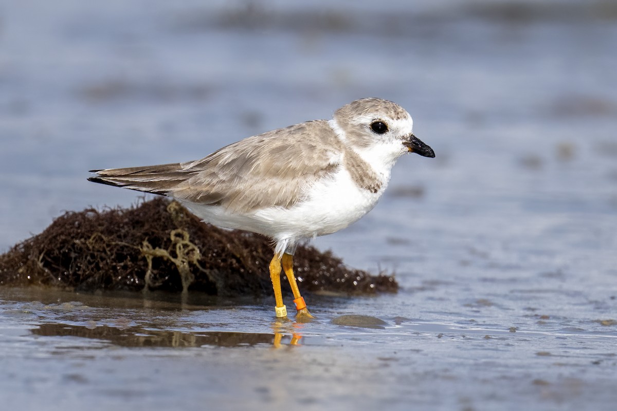 Piping Plover - ML631419074