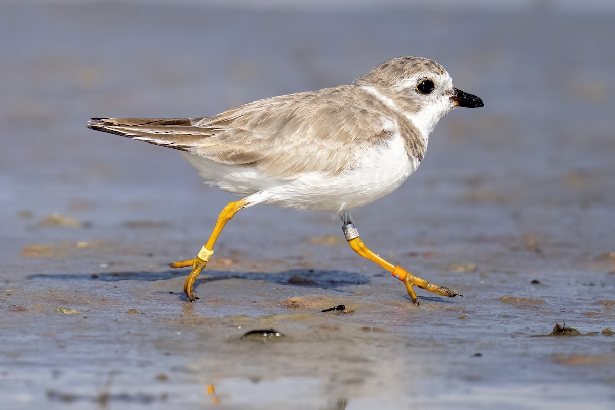 Piping Plover - ML631419075