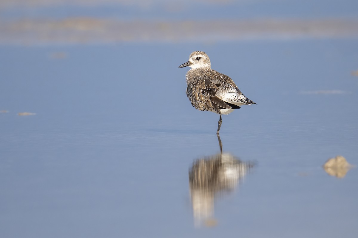 Black-bellied Plover - ML631419098