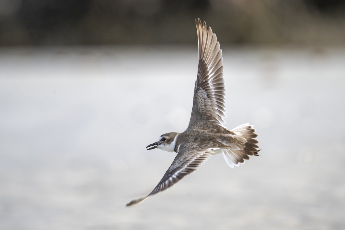 Wilson's Plover - ML631419113