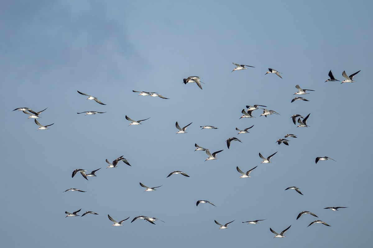 Black Skimmer - ML631419128