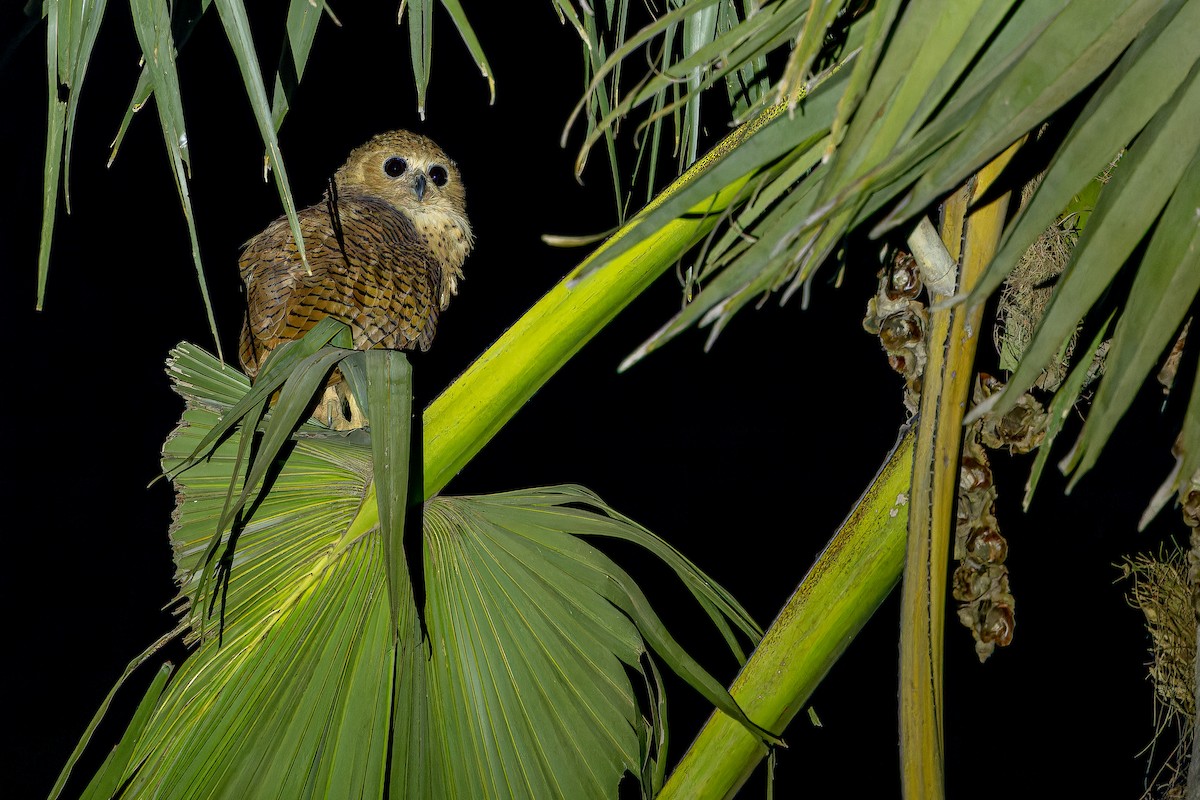 Pel's Fishing-Owl - ML631419145