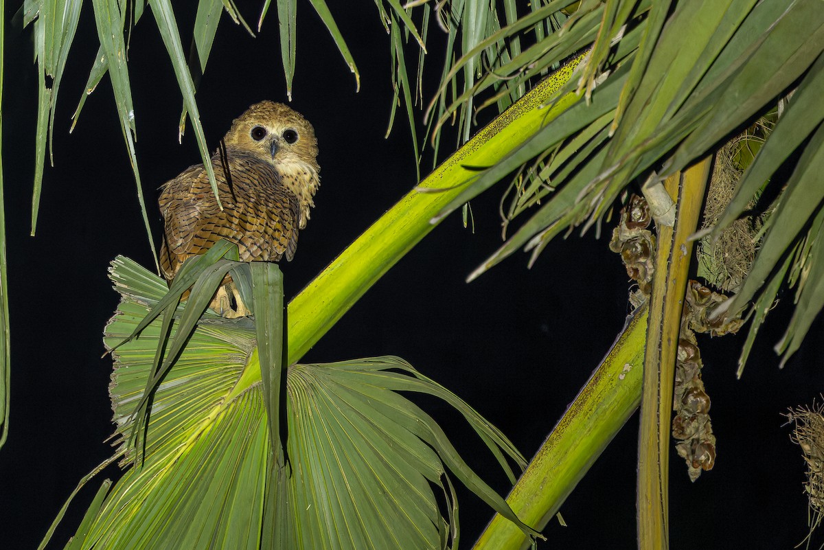 Pel's Fishing-Owl - ML631419146