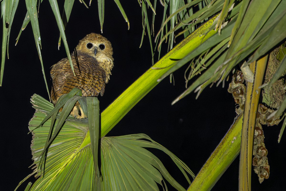 Pel's Fishing-Owl - ML631419150
