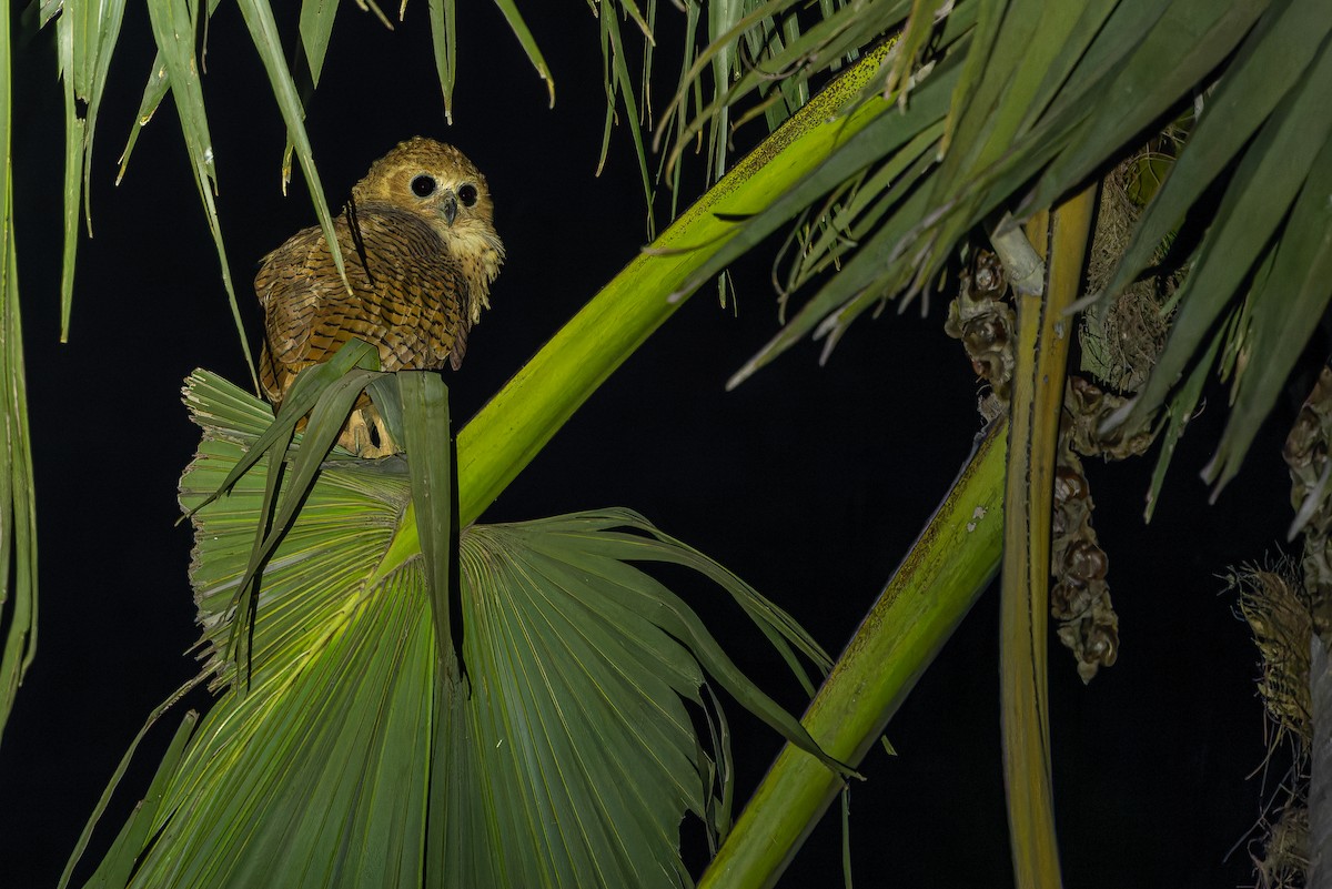 Pel's Fishing-Owl - ML631419152