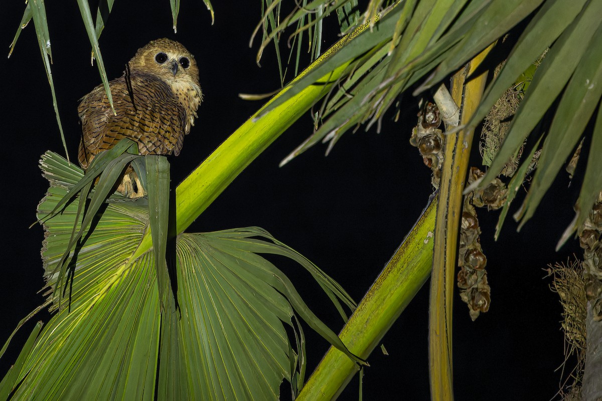 Pel's Fishing-Owl - ML631419153