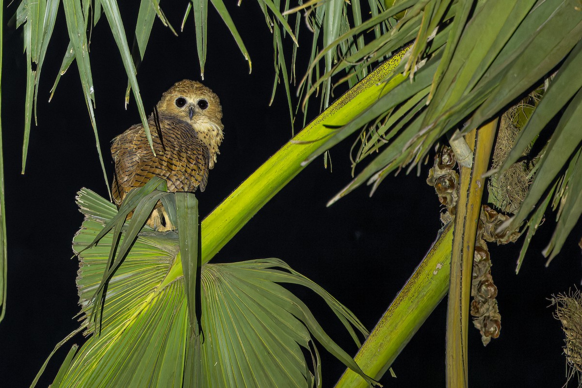 Pel's Fishing-Owl - ML631419155