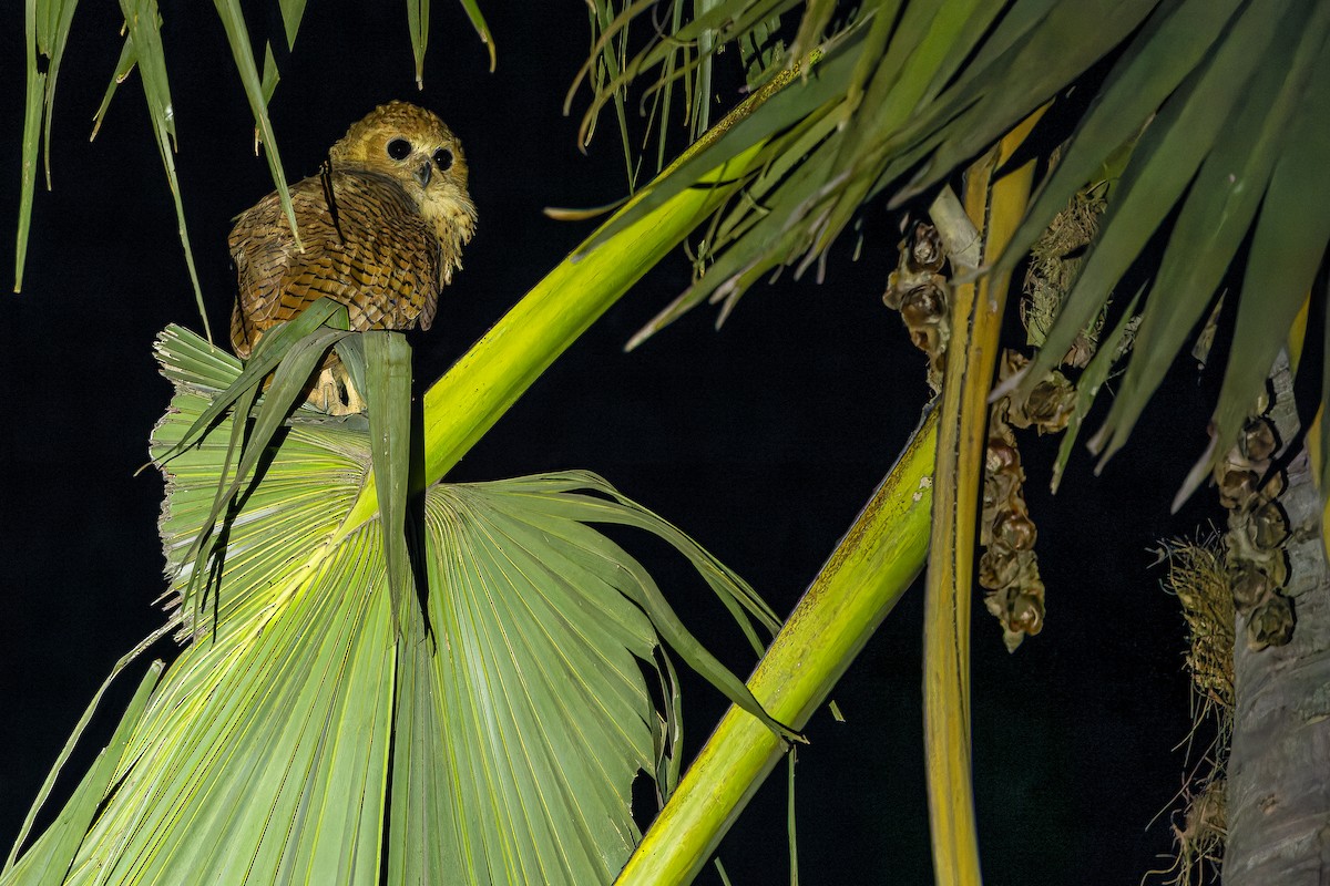 Pel's Fishing-Owl - ML631419156