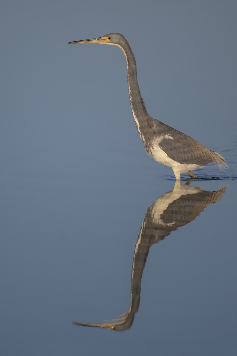 Tricolored Heron - ML631419171